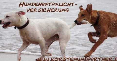 Hundehaftpflichtversicherung www.korstenundpartner.de